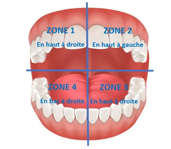 Zones bouche